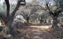 Load image into Gallery viewer, Extra Virgin Olive Oil of Levant