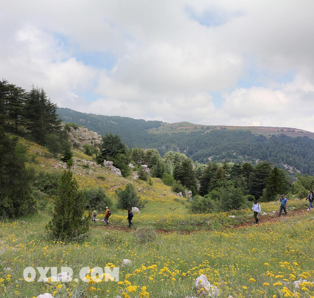 Tannourine Reserve